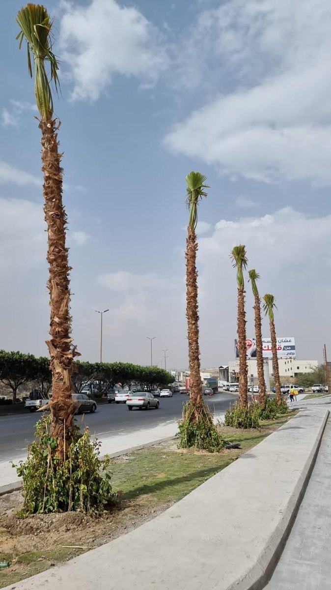 Roadside planting with palm trees and landscape edging